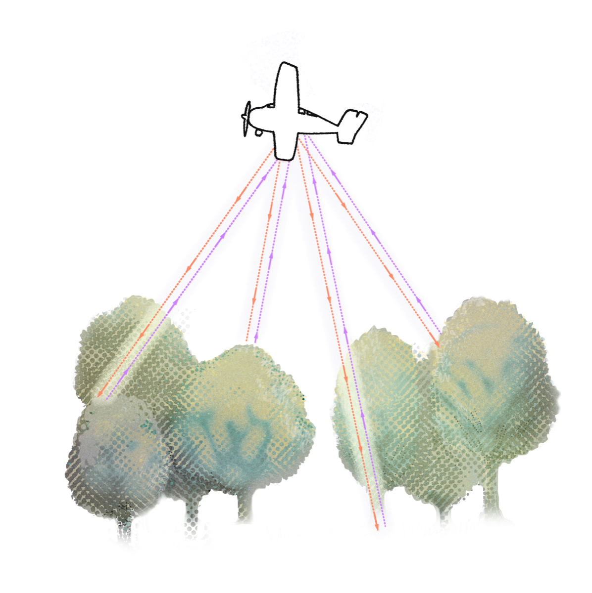 Illustrated diagram: a plane pulses light beams down onto a stand of trees